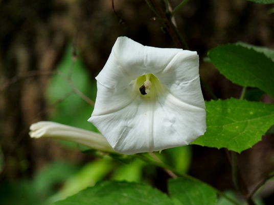 {Calystegia sepium}